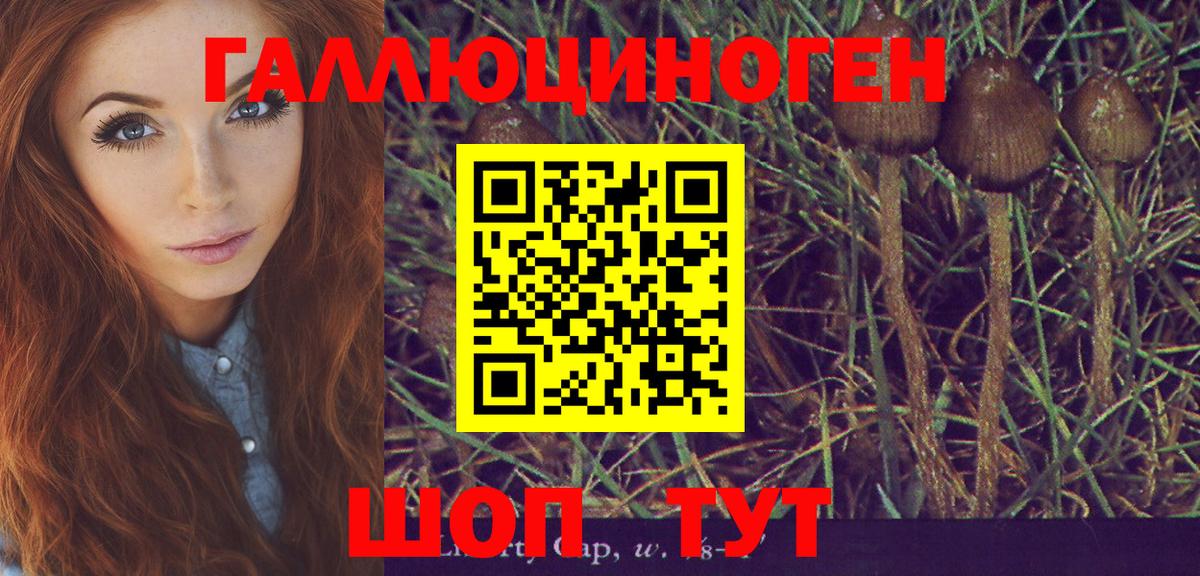 Галлюциногенные грибы Psilocybe Ейск